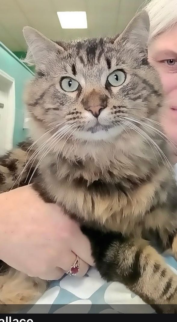 Logibear, an adoptable Maine Coon in Columbus, OH_image-2