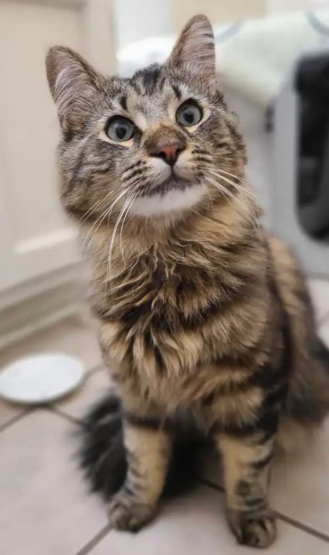 Logibear, an adoptable Maine Coon in Columbus, OH_image-4