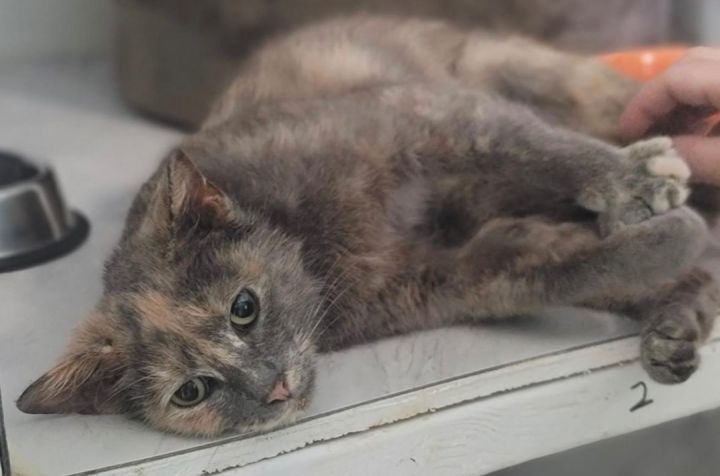 Olivia, an adoptable Dilute Tortoiseshell in Columbus, OH_image-1
