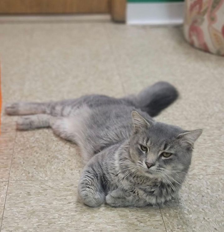 Greyson, an adoptable Domestic Short Hair in Columbus, OH_image-2