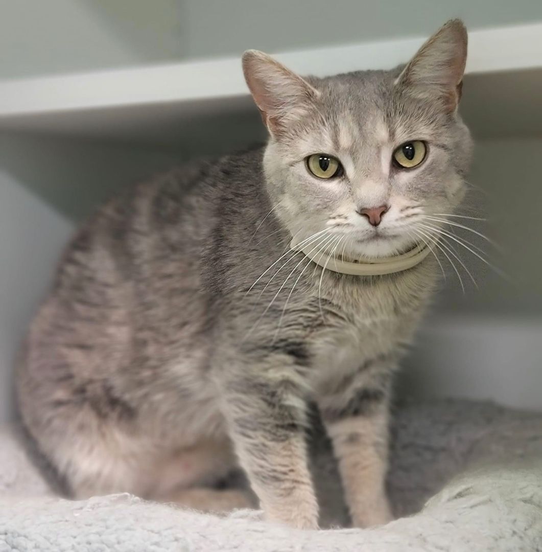 Cat for adoption Omega, a Domestic Short Hair in Columbus, OH Petfinder