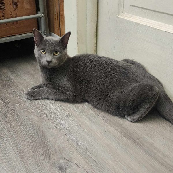 Taki (MY ADOPTION FEE IS SPONSORED)