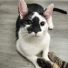 Uh-Huh (MY ADOPTION FEE IS SPONSORED)