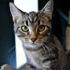 Spanky  (ADOPTON FEE SPONSORED)