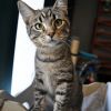 Spanky  (ADOPTON FEE SPONSORED)