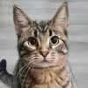 Spanky  (ADOPTON FEE SPONSORED)