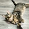 Spanky  (ADOPTON FEE SPONSORED)