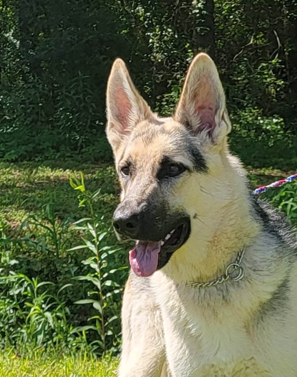 Rubin, an adoptable German Shepherd Dog in Montgomery, AL, 36106 | Photo Image 1