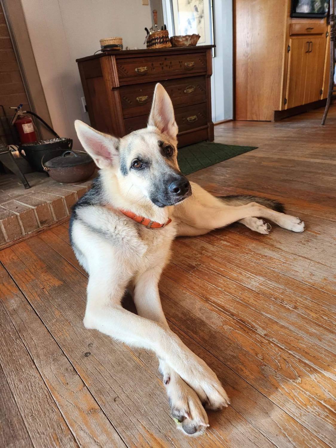 Rubin, an adoptable German Shepherd Dog in Montgomery, AL, 36106 | Photo Image 2