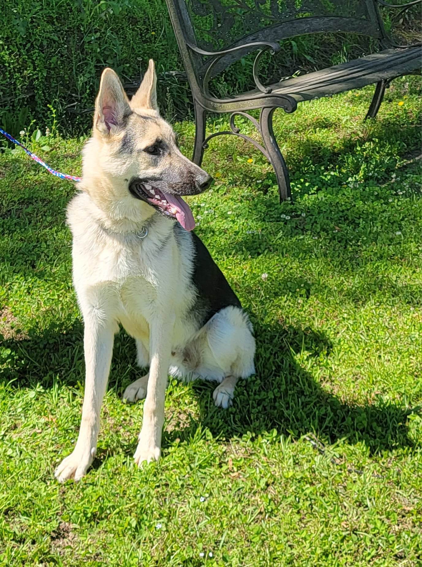 Rubin, an adoptable German Shepherd Dog in Montgomery, AL, 36106 | Photo Image 3