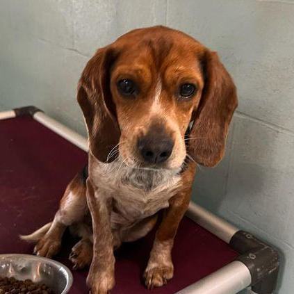 Dog for adoption - Ozzy Milford, a Beagle in Waldorf, MD | Petfinder