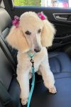 Dolly