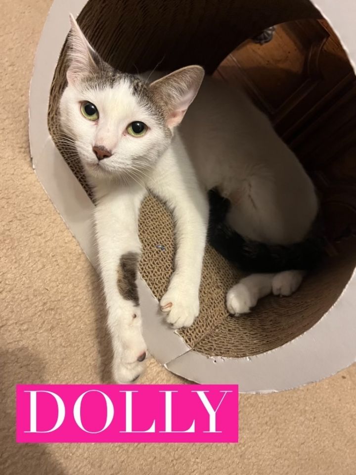 Dolly, an adoptable Domestic Short Hair Mix in Omaha, NE_image-1