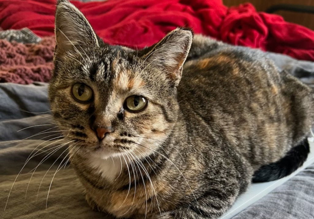 Cricket, an adoptable Domestic Short Hair in Fargo, ND, 58103 | Photo Image 1