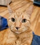 Otto, an adoptable Domestic Short Hair in Fargo, ND, 58103 | Photo Image 2