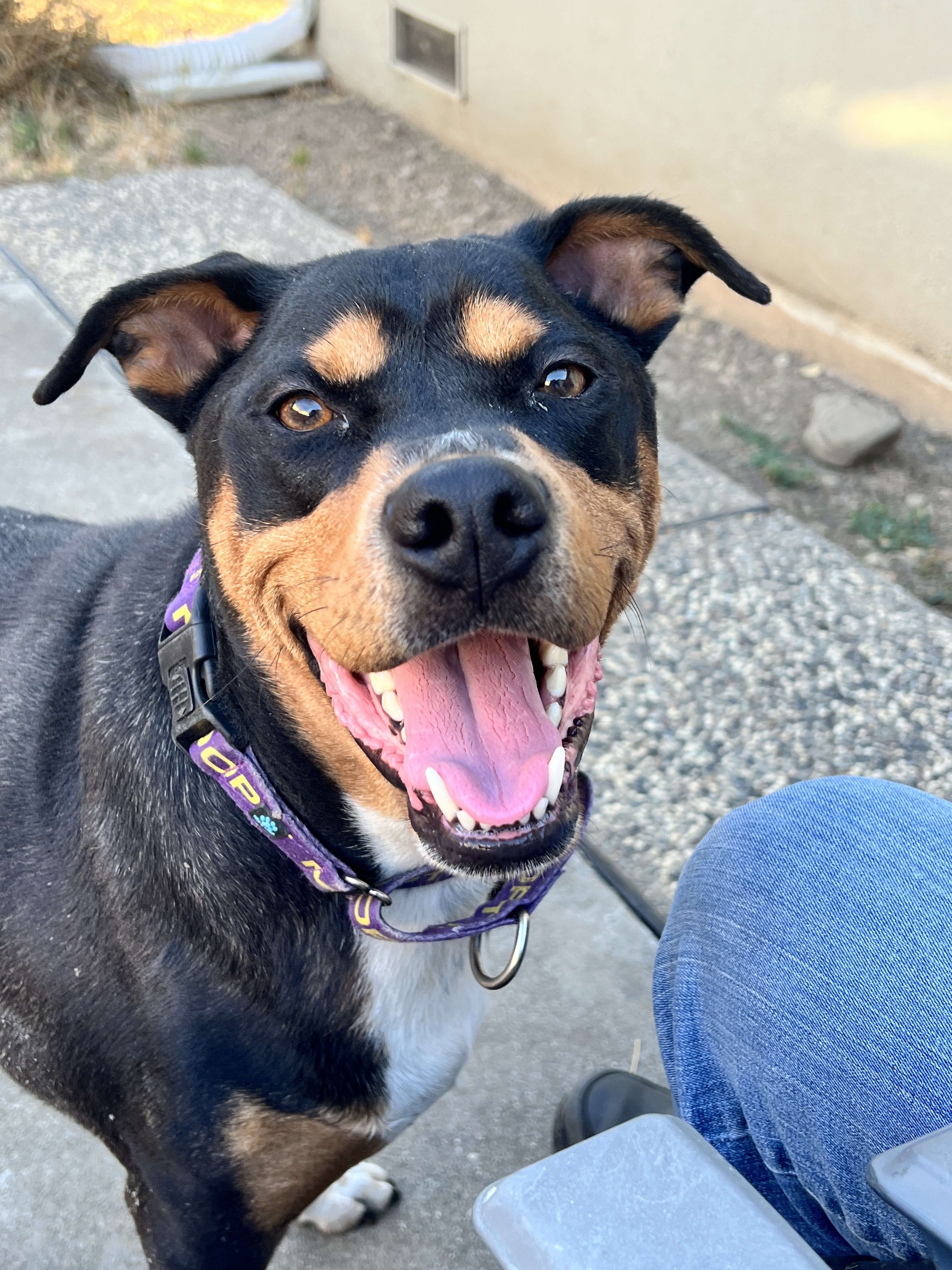 Bandit (Experienced Adopters Only), an adoptable Rottweiler in Tracy, CA, 95304 | Photo Image 4