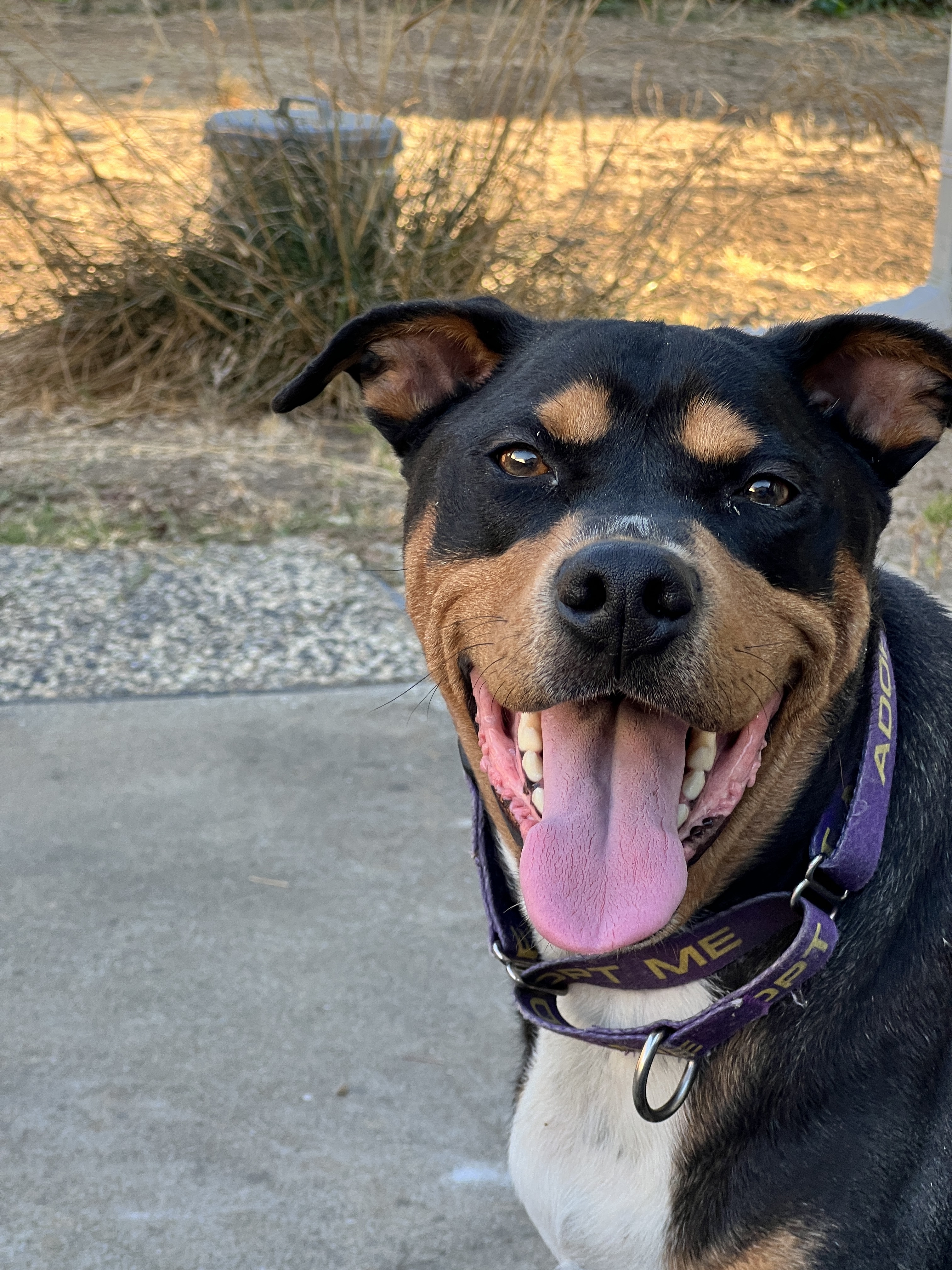 Bandit (Experienced Adopters Only), an adoptable Rottweiler in Tracy, CA, 95304 | Photo Image 6