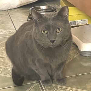 Osito Domestic Short Hair Cat