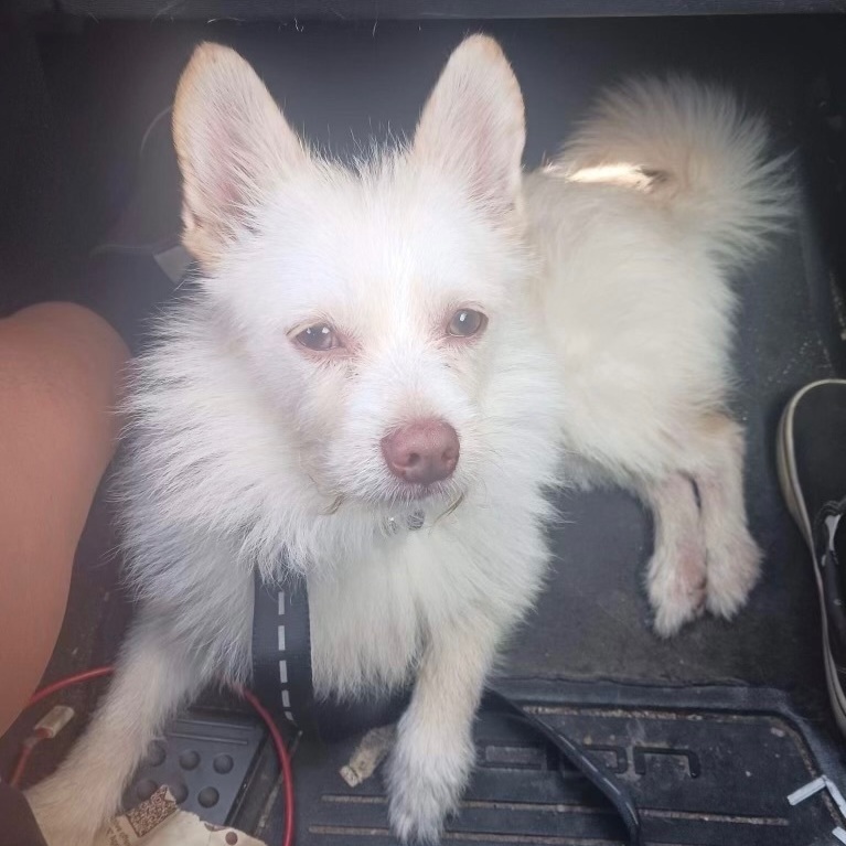 Gizmo, an adoptable Pomeranian in Las Vegas, NV, 89129 | Photo Image 1