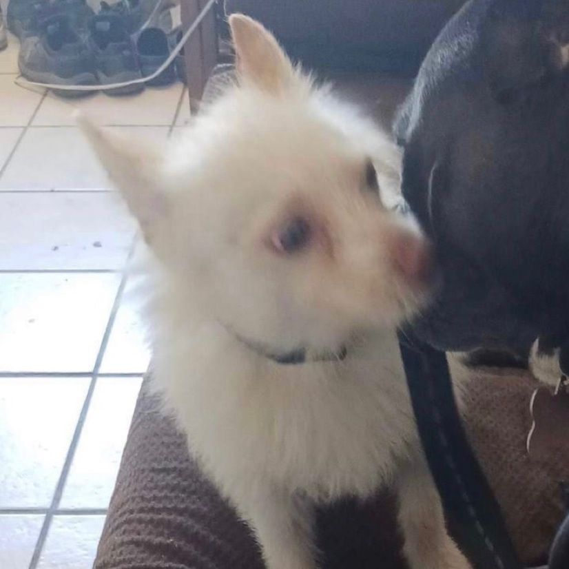 Gizmo, an adoptable Pomeranian in Las Vegas, NV, 89129 | Photo Image 2