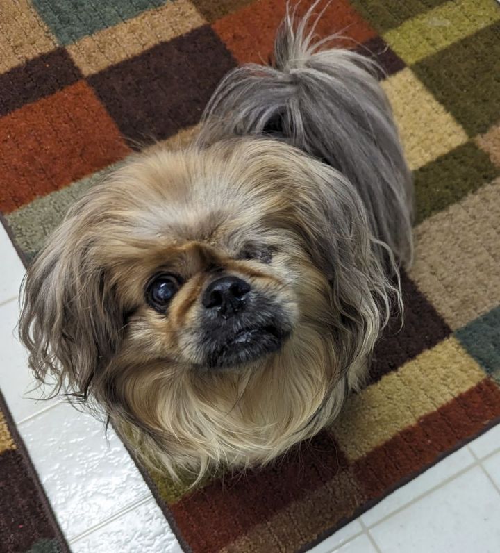 Petfinder pekingese best sale