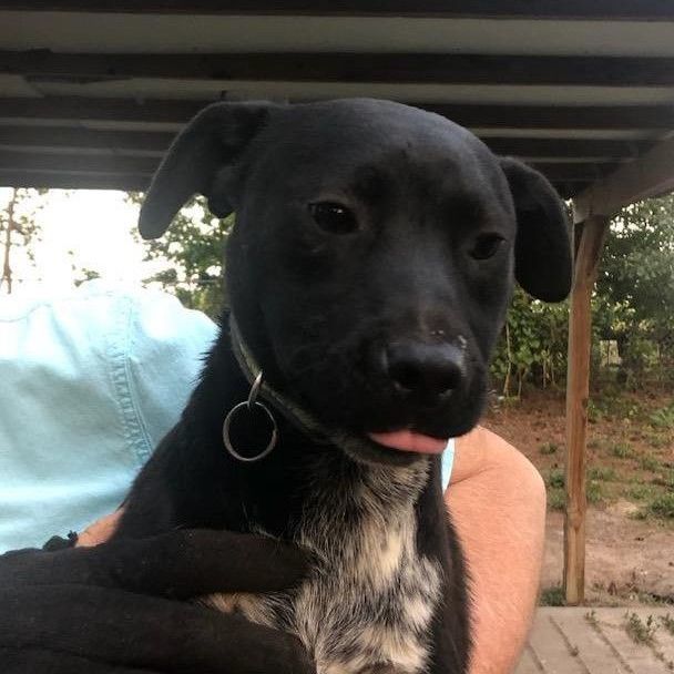 Blue lacy best sale border collie mix