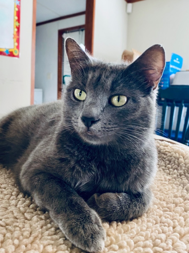 Chimichanga22F, an adoptable Russian Blue, Domestic Short Hair in Youngsville, NC, 27596 | Photo Image 1