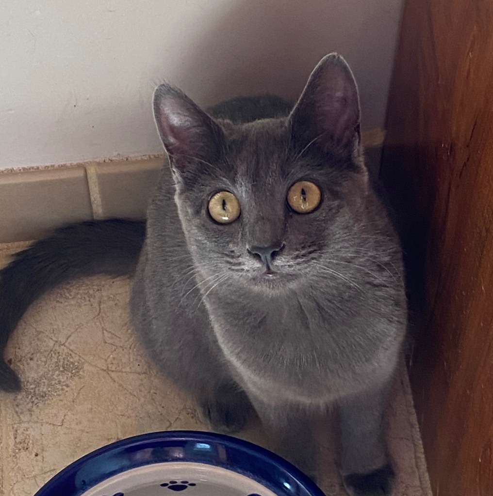 Chimichanga22F, an adoptable Russian Blue, Domestic Short Hair in Youngsville, NC, 27596 | Photo Image 2