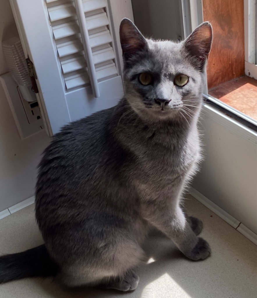 Chimichanga22F, an adoptable Russian Blue, Domestic Short Hair in Youngsville, NC, 27596 | Photo Image 3