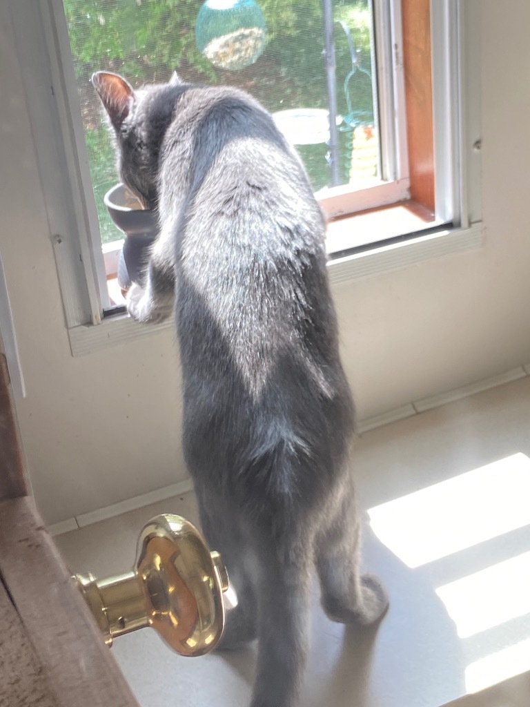 Chimichanga22F, an adoptable Russian Blue, Domestic Short Hair in Youngsville, NC, 27596 | Photo Image 4