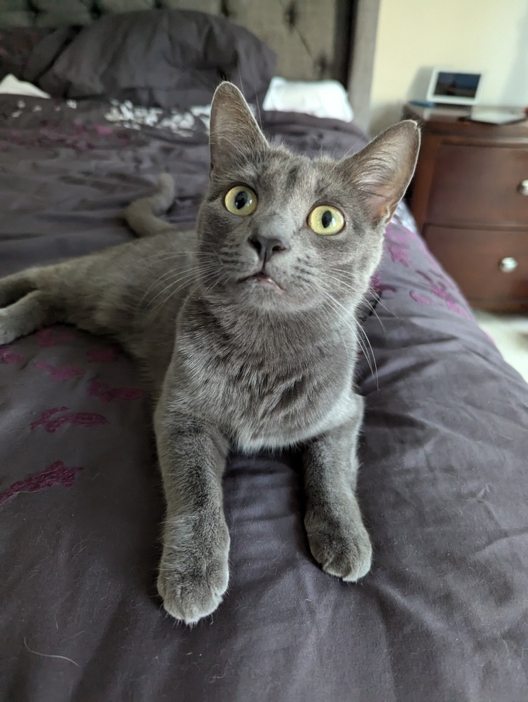 Chimichanga22F, an adoptable Russian Blue, Domestic Short Hair in Youngsville, NC, 27596 | Photo Image 5