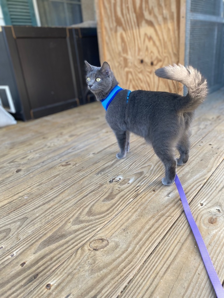 Chimichanga22F, an adoptable Russian Blue, Domestic Short Hair in Youngsville, NC, 27596 | Photo Image 6