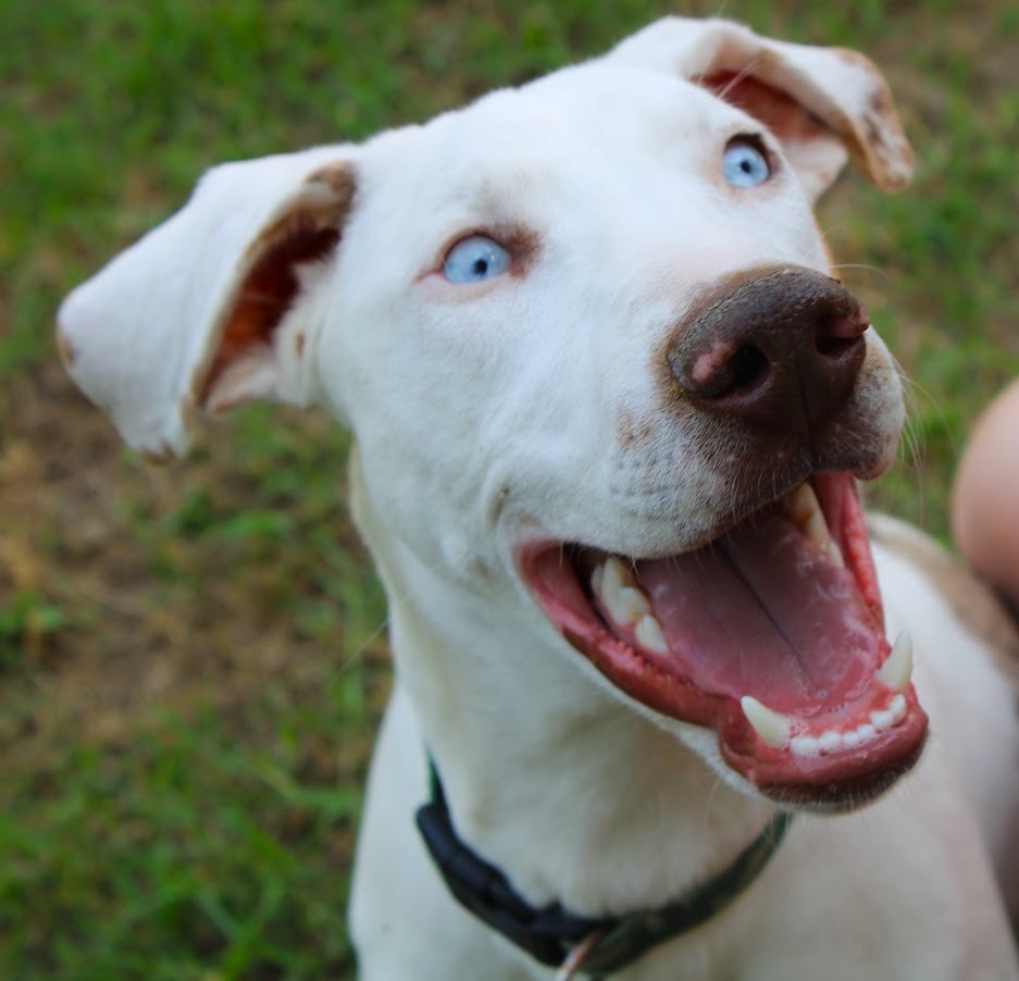 Braille, an adoptable Catahoula Leopard Dog, Hound in Smithfield, NC, 27577 | Photo Image 1