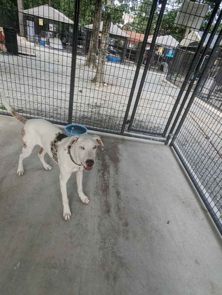 Braille, an adoptable Catahoula Leopard Dog, Hound in Smithfield, NC, 27577 | Photo Image 2