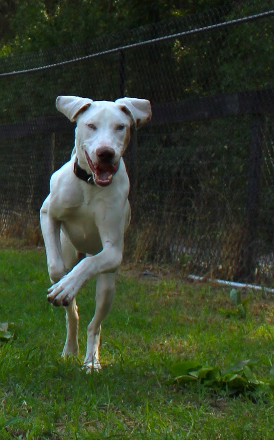 Braille, an adoptable Catahoula Leopard Dog, Hound in Smithfield, NC, 27577 | Photo Image 3