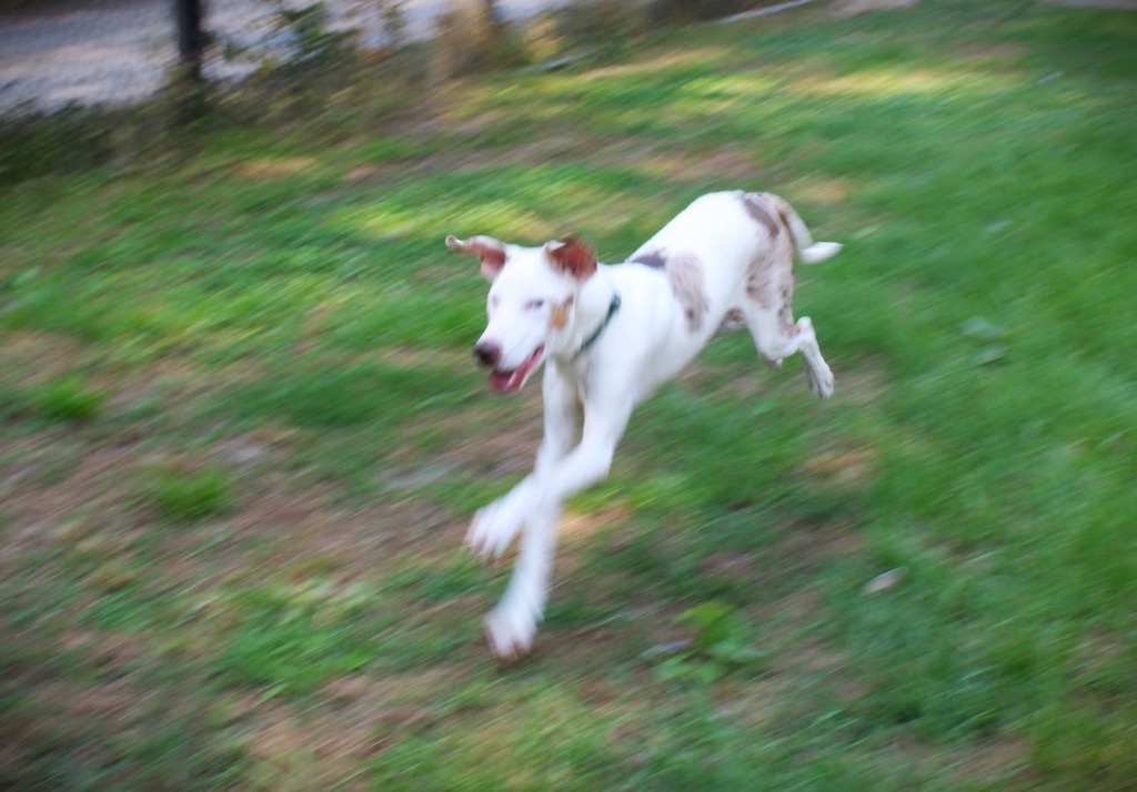 Braille, an adoptable Catahoula Leopard Dog, Hound in Smithfield, NC, 27577 | Photo Image 4