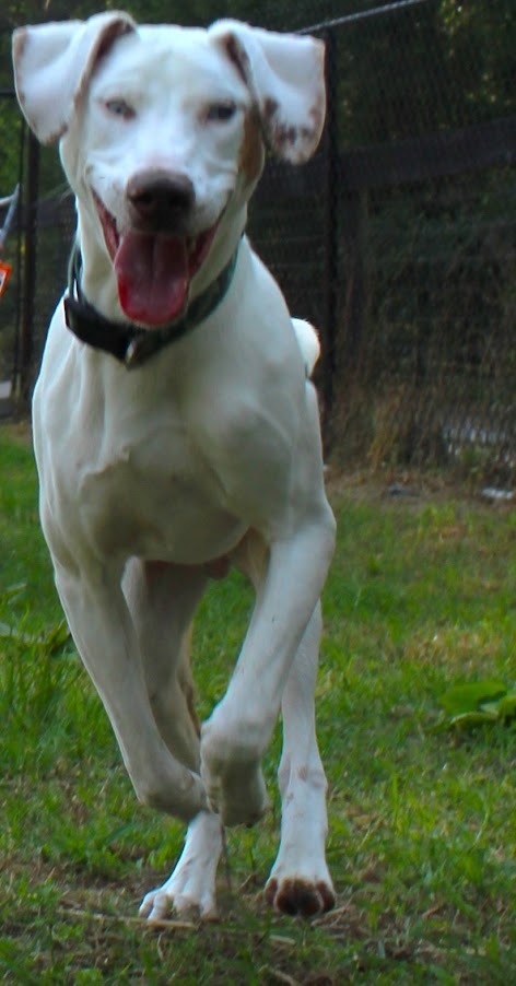 Braille, an adoptable Catahoula Leopard Dog, Hound in Smithfield, NC, 27577 | Photo Image 5