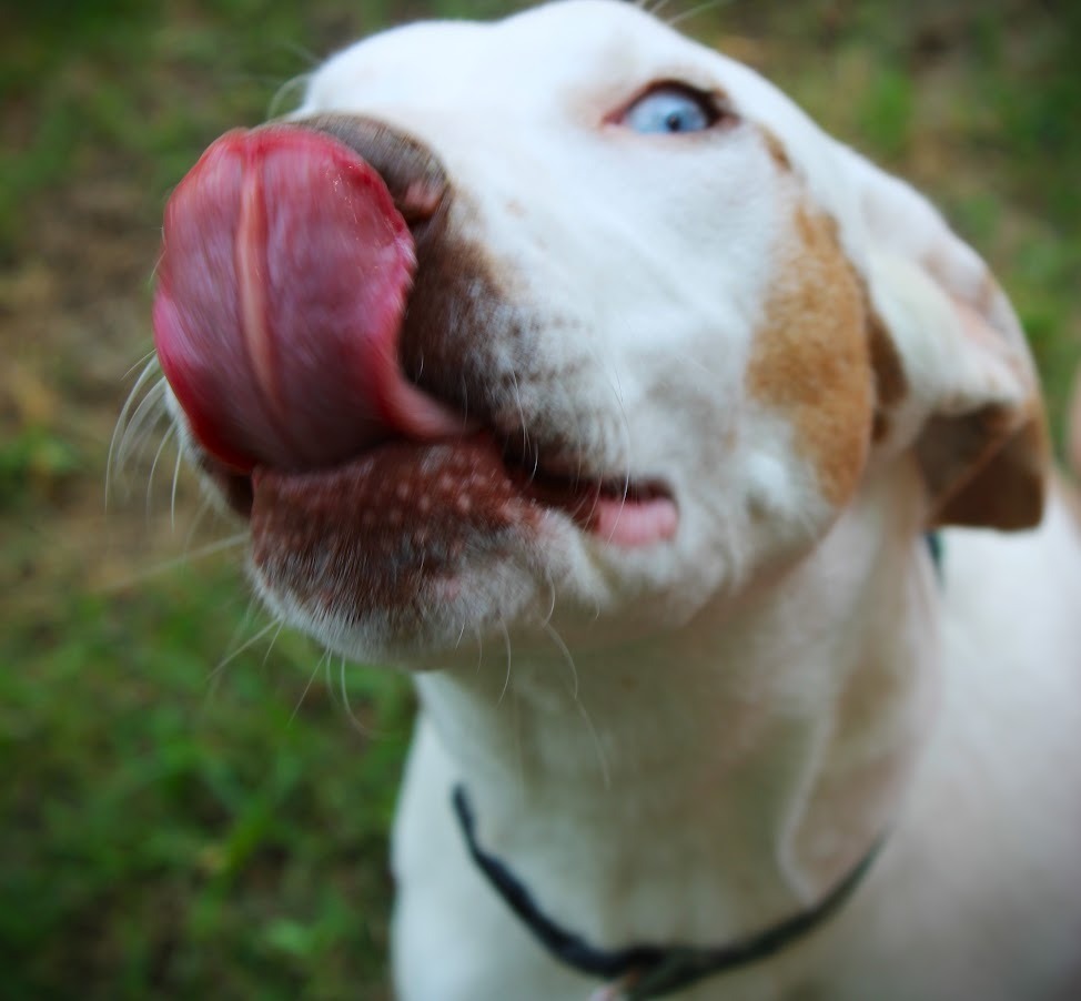 Braille, an adoptable Catahoula Leopard Dog, Hound in Smithfield, NC, 27577 | Photo Image 6