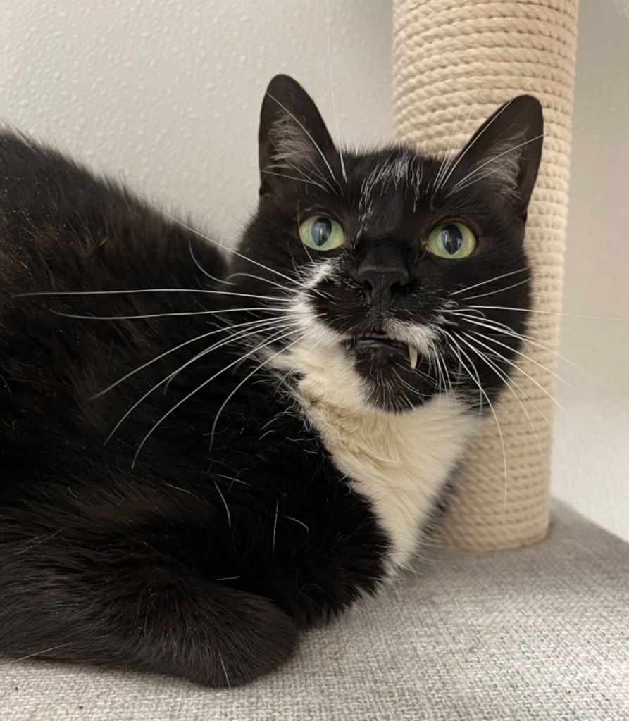 Maggie, an adoptable Domestic Short Hair in Corpus Christi, TX, 78414 | Photo Image 1