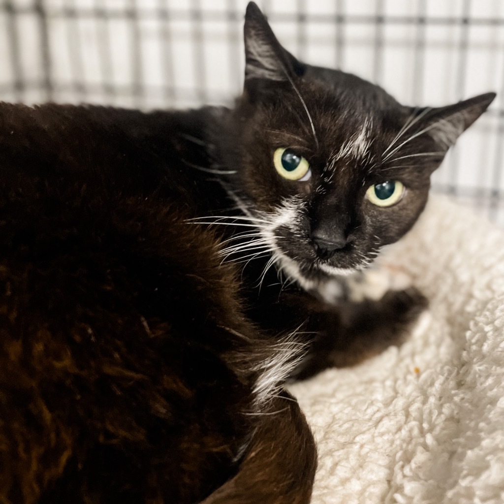 Maggie, an adoptable Domestic Short Hair in Corpus Christi, TX, 78414 | Photo Image 2