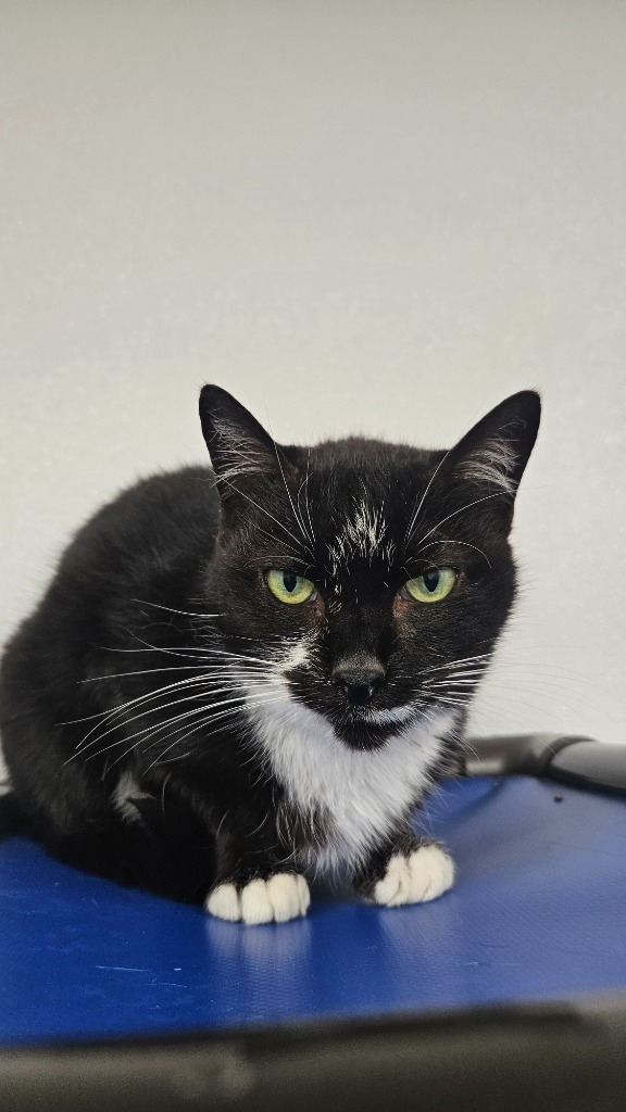 Maggie, an adoptable Domestic Short Hair in Corpus Christi, TX, 78414 | Photo Image 3