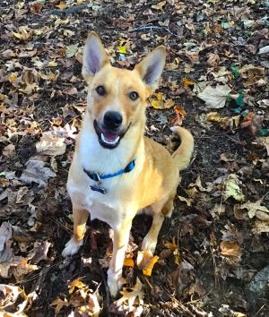 Todd Phox is an exceptionally smart and high-energy guy We believe he is a mix of a Carolina Dog an