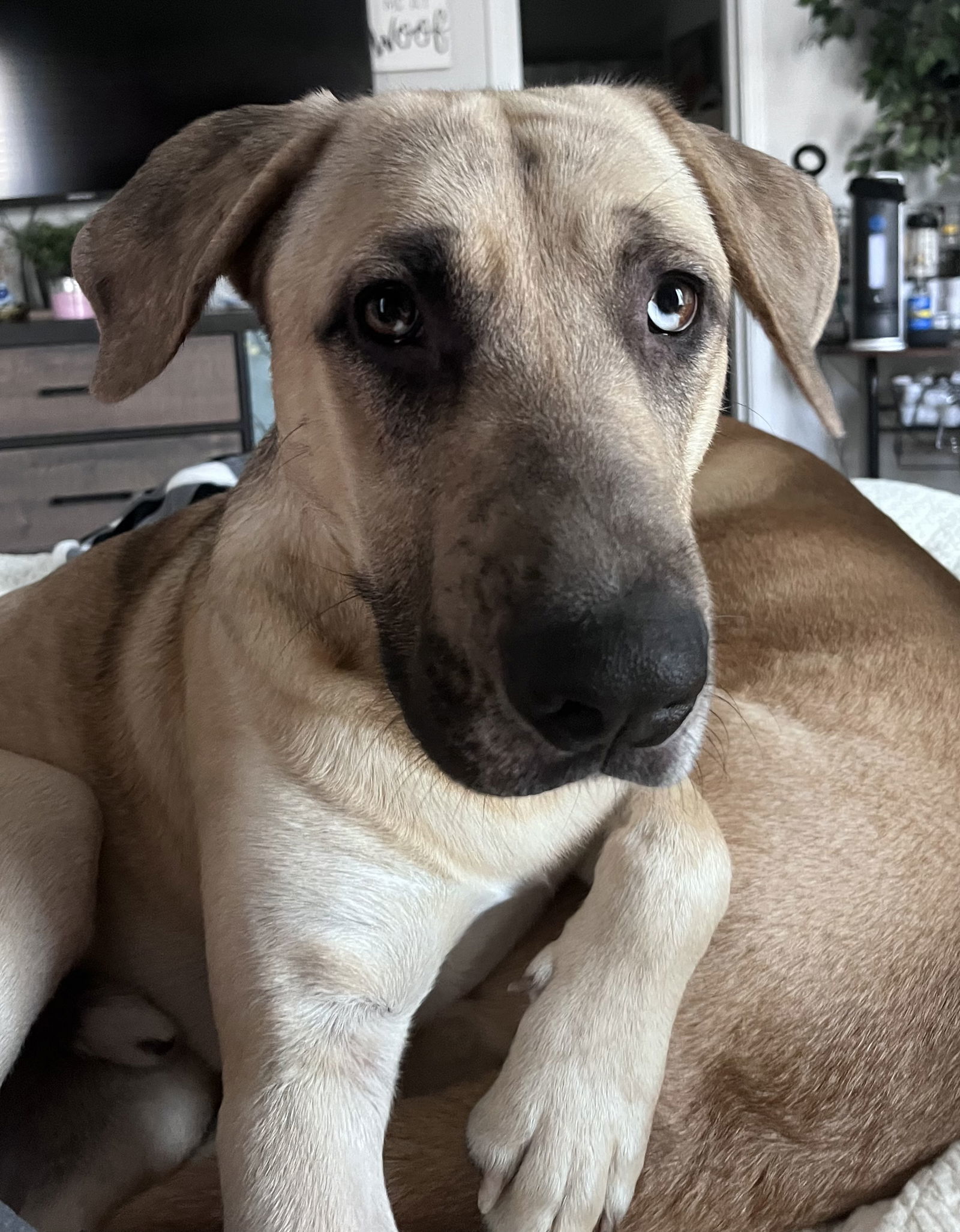 Leo