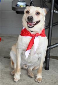 Chihuahua store cattle dog