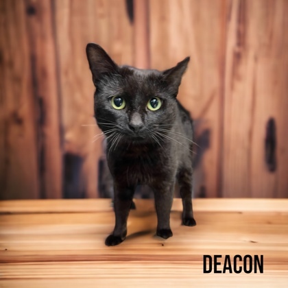 Deacon, an adoptable Domestic Short Hair in Cumberland, MD_image-1