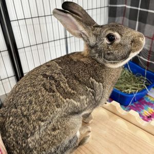 Colonel Carrots, Adult Female unknown