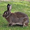 Colonel Carrots photo 3