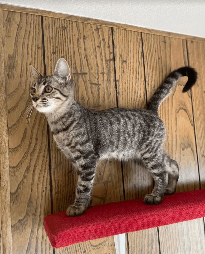 Toby, an adoptable Tabby & Domestic Short Hair Mix in Williamsburg, NM_image-3