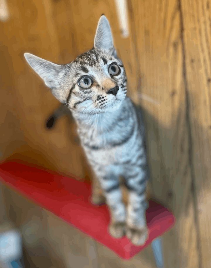Toby, an adoptable Tabby & Domestic Short Hair Mix in Williamsburg, NM_image-4