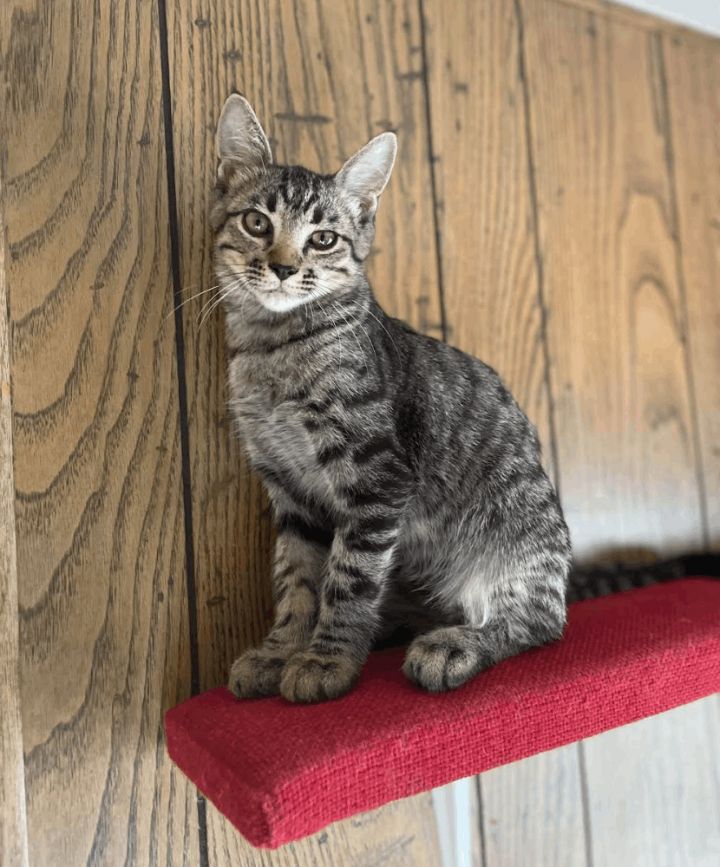 Toby, an adoptable Tabby & Domestic Short Hair Mix in Williamsburg, NM_image-6